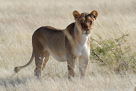 雌狮,狮子,站立,干草,警惕,埃托沙国家公园,纳米比亚,非洲
