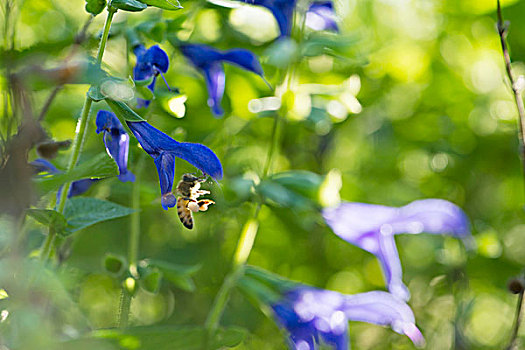 蜜蜂,花粉,鼠尾草,花