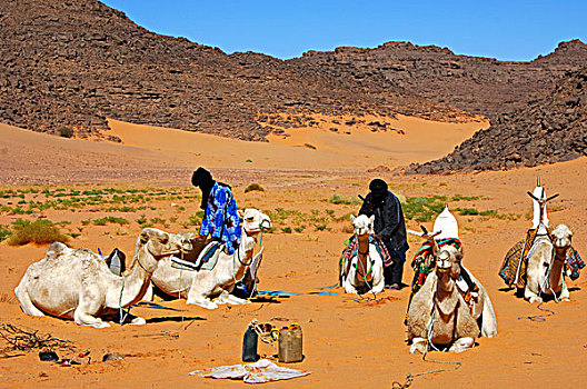 柏柏尔人,露营,单峰骆驼,撒哈拉沙漠,利比亚,北非,非洲