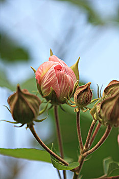 芙蓉花,花蕾