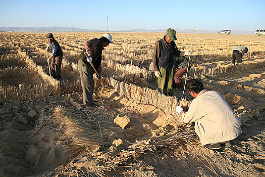青海青藏北路边治理风沙的防沙隔断,工人正在用草搭建防沙隔断