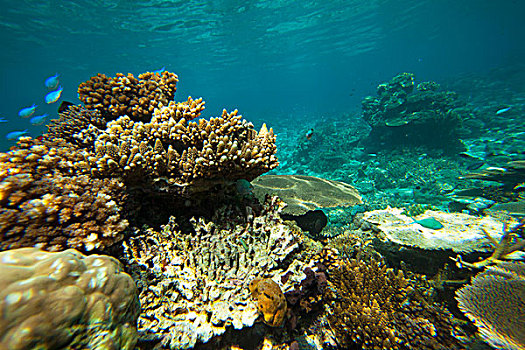 彩虹,礁石,斐济