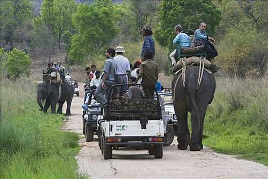 交通工具,游客,亚洲象,象属,寻找,虎,干燥,季节,四月,班德哈维夫国家公园,印度