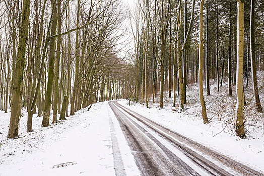 积雪,乡间小路,树林,山