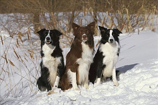 博德牧羊犬,狗,三个,成年,坐,一起,雪地