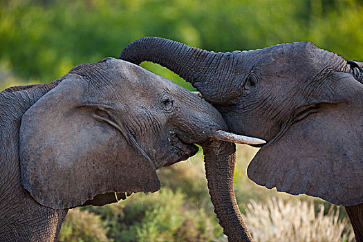 非洲象,幼兽,雄性动物,玩,骷髅海岸,纳米布沙漠,纳米比亚