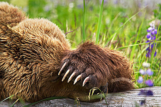 科迪亚克熊,棕熊,睡觉,原木,爪,展示,湖,国家公园,阿拉斯加,美国