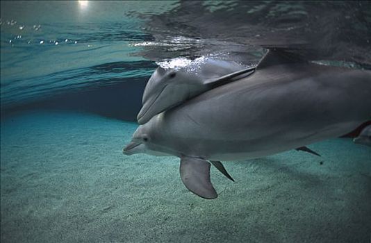 宽吻海豚,水下,夏威夷
