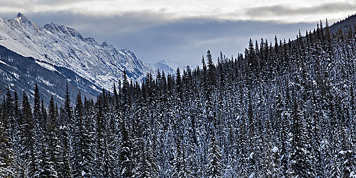 积雪,树,山,背景,玛琳湖,公路,碧玉国家公园,艾伯塔省,加拿大