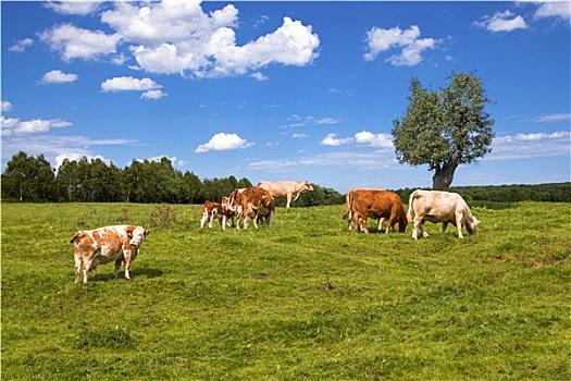 母牛,放牧,草场