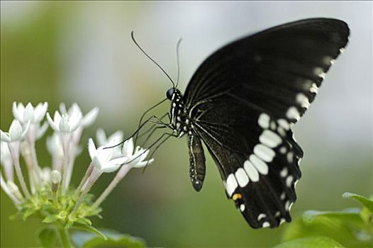 黑色,蝴蝶,花蜜,白花,蛱蝶科