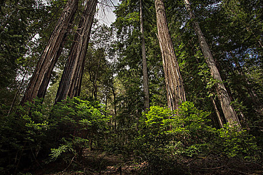 红杉,洪堡红杉州立公园,加利福尼亚
