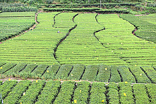 茶园茶叶风景风光