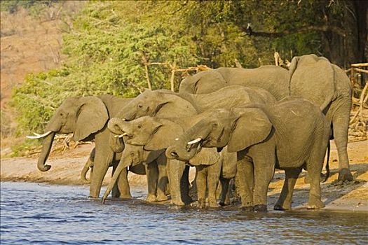 非洲,灌木,大象,非洲象,饮用水,乔贝,河,乔贝国家公园,博茨瓦纳