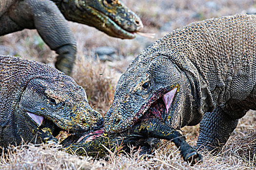 科摩多巨蜥,科摩多龙,一对,喂食,林卡岛,科莫多国家公园,印度尼西亚