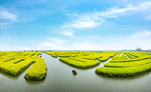 江苏省泰州市兴化市千垛景区垛田上的油菜花