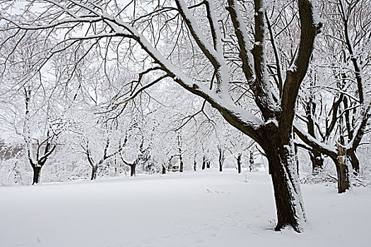 积雪,枫树,州立公园,新罕布什尔