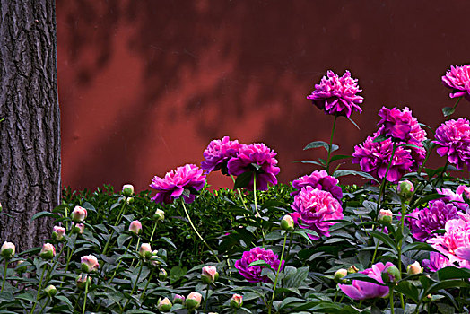 美丽芍药,芍药花