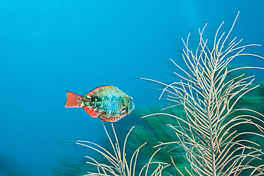 幼小,鹦嘴鱼,加勒比,深潜,海湾群岛,洪都拉斯,中美洲