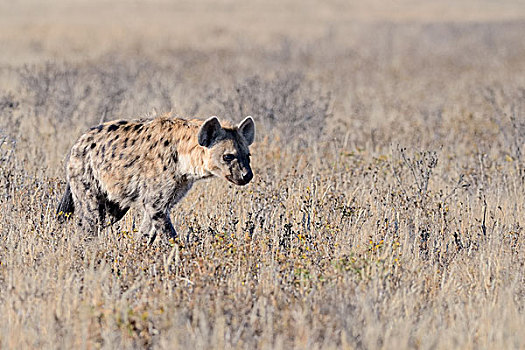 斑鬣狗,走,干草,卡拉哈迪大羚羊国家公园,北开普,南非,非洲