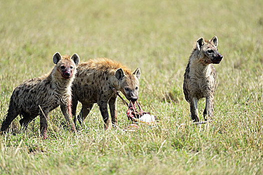 斑点土狼,斑鬣狗,捕食,进食,汤氏瞪羚,马赛马拉国家保护区,肯尼亚,非洲