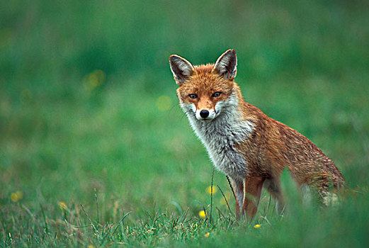 红色,狐狸,南英格兰,英国,欧洲