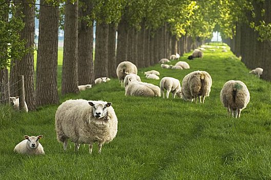 羊群,荷兰