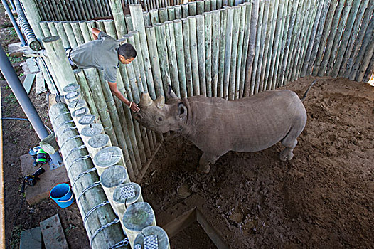 黑犀牛,鱼,河,自然保护区,东开普省,南非