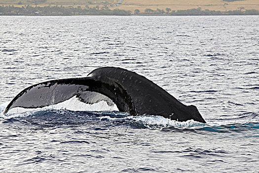 白色,尾部,鲸尾叶突,驼背鲸,上升,水,西部,海岸,毛伊岛,夏威夷