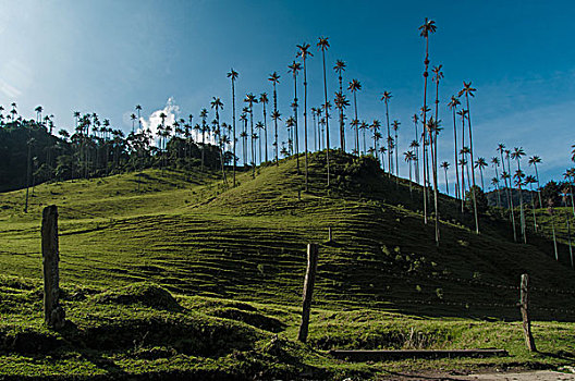 蜡,棕榈树,靠近,哥伦比亚