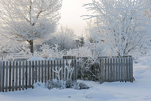 雪,花园,木头,栅栏,树,灌木丛,粗厚,白霜