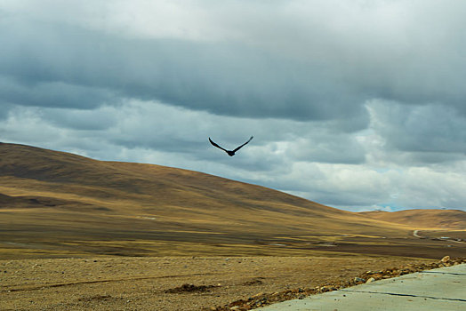 自驾游西藏那曲,路上的高原牧场