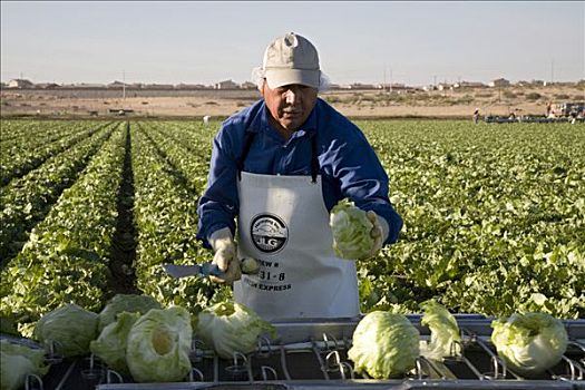 墨西哥,工作,收获,卷心菜,大,农场,亚利桑那,美国