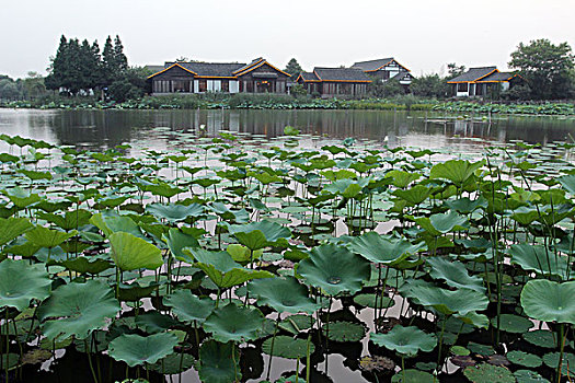 荷塘,池塘,野趣,水乡,建筑,房子