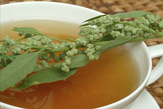 艾属植物,普通,苦艾,篓莴属植物,药茶