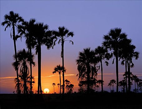 日落,边缘,非洲,扇形棕榈,生长,丰富,西部,两个,巨大,宽阔,马卡迪卡迪盐沼,区域,北方,卡拉哈里沙漠,一个