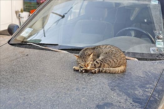 猫,睡觉,引擎盖,脏,汽车,克里特岛,希腊,欧洲