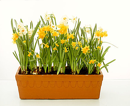 植物,容器,春花,柳树