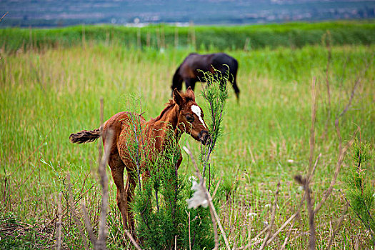 草原上放养的马匹