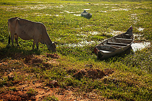 母牛,放牧,靠近,船,收获,柬埔寨