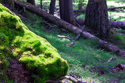 森林中一棵倒塌的云杉树干上长满了苔藓