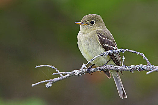 捕蝇鸟,栖息,枝条,纽芬兰,加拿大