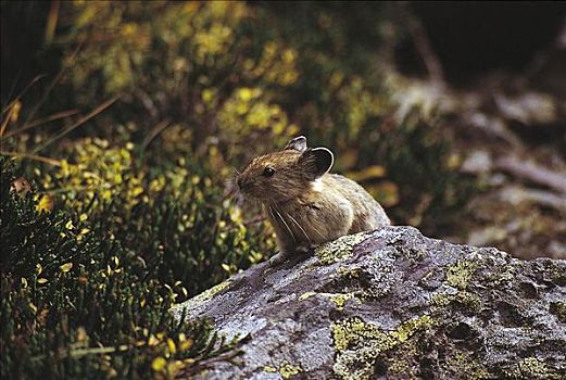 鼠兔,野兔,哺乳动物,啮齿类动物,落基山脉,加拿大,北美,动物