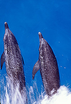 大西洋细吻海豚,巴哈马