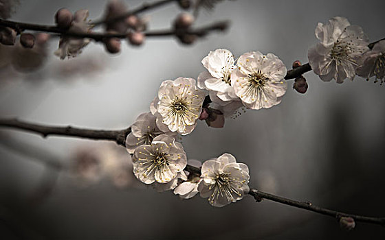 南京梅花山的梅花