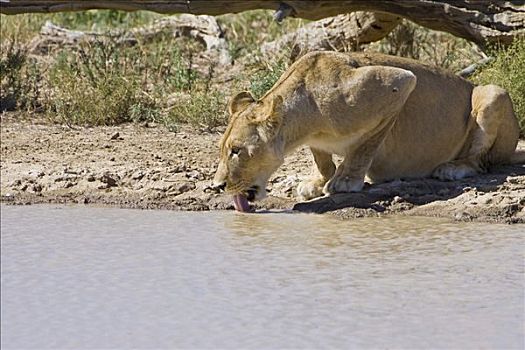 雌狮,狮子,喝,水坑,南非,非洲