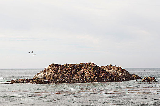 海豹,小岛