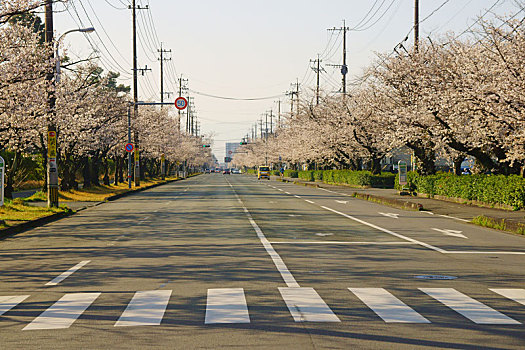 樱桃树,排,街道,熊本,日本