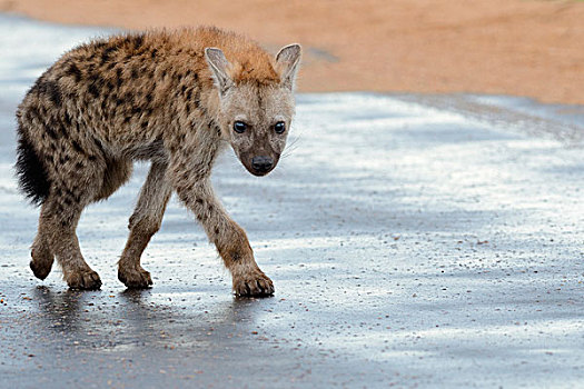 斑鬣狗,笑,鬣狗,幼兽,走,路湿,雨,克鲁格国家公园,南非,非洲