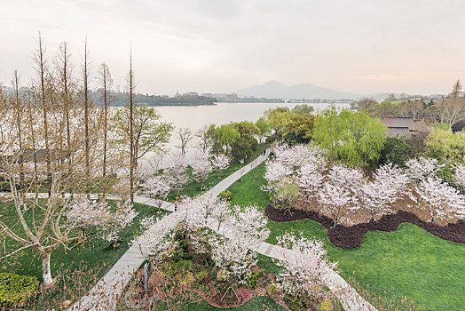 樱花,盛开,南京,玄武湖公园